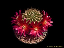 Sulcorebutia purpurea v. purpurea WR464a 2279